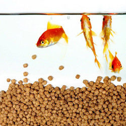 SUS304 গ্রেড ভাসমান মাছের খাদ্য উৎপাদন লাইন 200-260 Kg/Hr আউটপুট