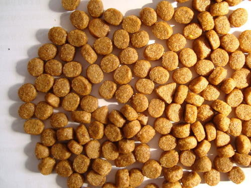 Twin Screw SUS Fish Feed Extruder Fish Food Manufacturing Machines